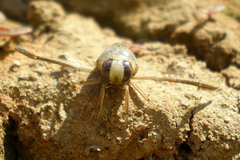 Notonecta maculata