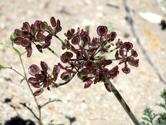 Lomatium mohavense