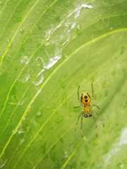 Alpaida variabilis