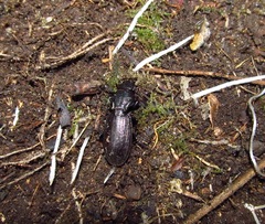 Mecodema sculpturatum