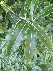 Pittosporum eugenioides