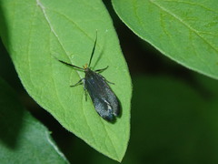 Dichomeris nonstrigella