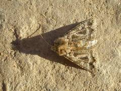 Thysanoplusia daubei