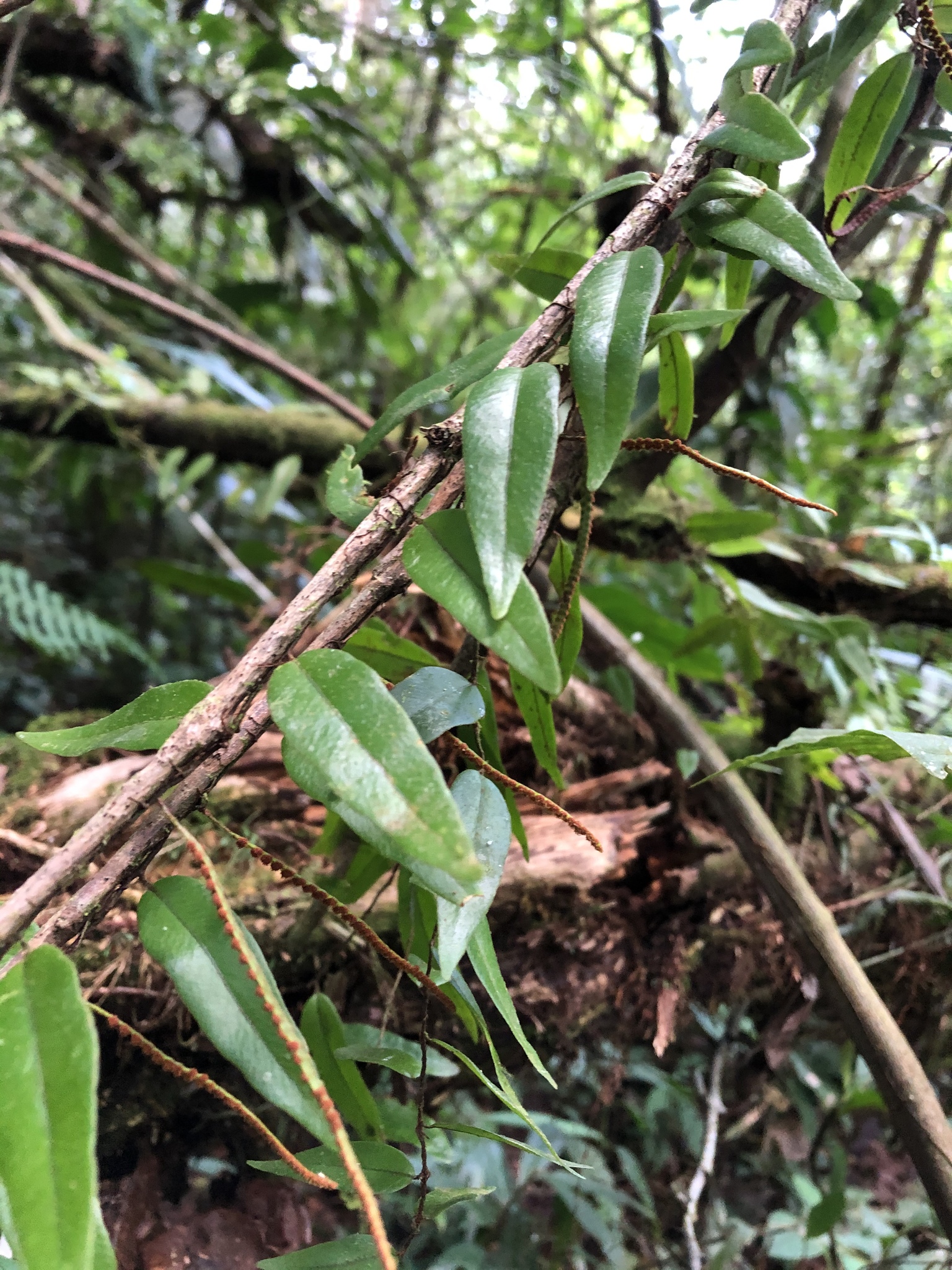 clinging vine ferns