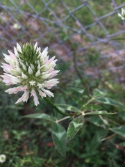 Trifolium vesiculosum