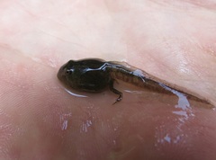 Pleurodema cinereum