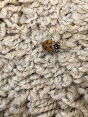 Hippodamia convergens