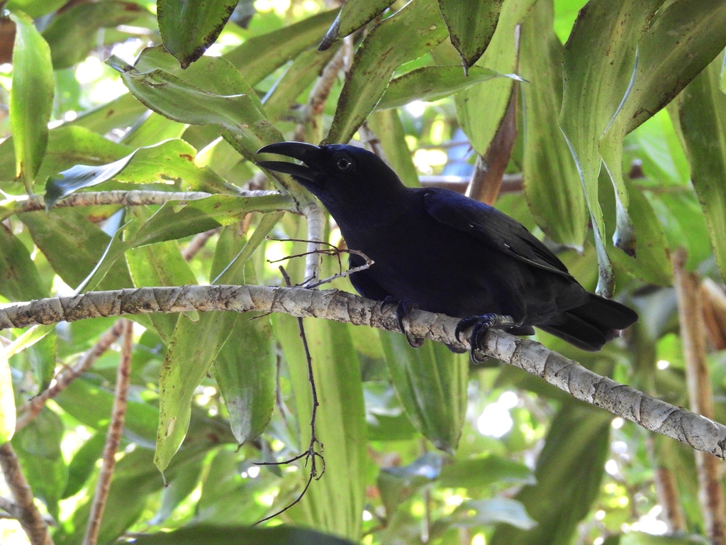 Banggai Crow photo