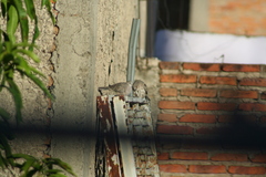 Columbina inca