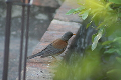 Turdus rufopalliatus