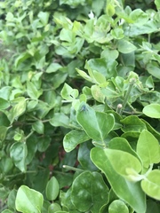 Condylostylus pruinosus