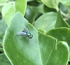 Condylostylus pruinosus