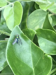 Condylostylus pruinosus