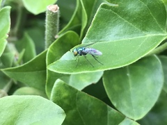 Condylostylus pruinosus