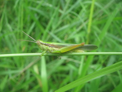 Oxya hyla