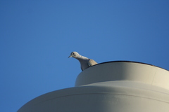 Streptopelia decaocto
