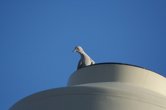 Streptopelia decaocto