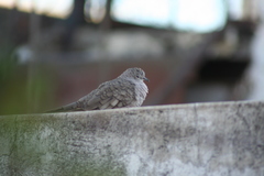 Columbina inca