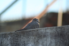Columbina inca