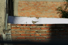 Columbina inca