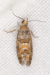 Eucopina tocullionana