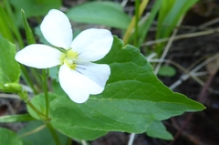 Viola canadensis scopulorum