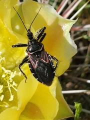 Apiomerus montanus