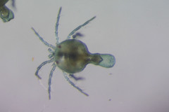 Arrenurus apetiolatus