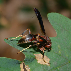 Polistes metricus