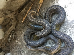 Thamnophis elegans vagrans