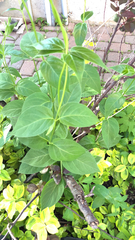 Vincetoxicum rossicum