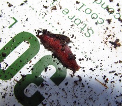 Australopacifica spectabilis