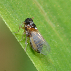 Flavoclypeus andromedus