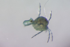 Arrenurus apetiolatus