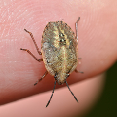 Hymenarcys nervosa