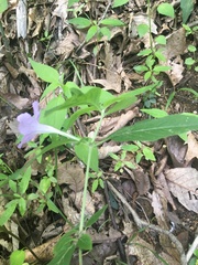 Ruellia purshiana