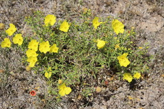 Oenothera serrulata