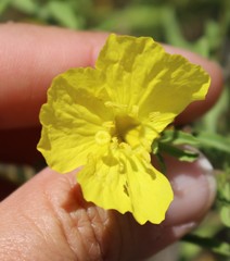 Oenothera serrulata