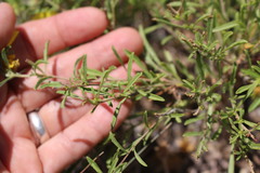 Oenothera serrulata