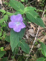 Ruellia purshiana