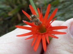 Silene laciniata laciniata