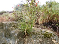 Silene laciniata laciniata