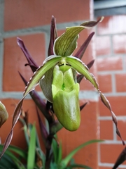 Phragmipedium longifolium