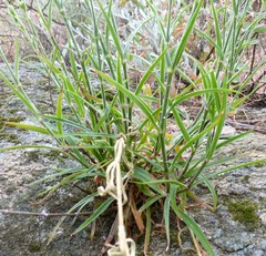 Silene laciniata laciniata