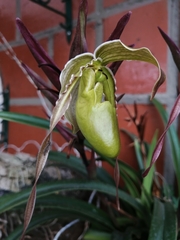 Phragmipedium longifolium