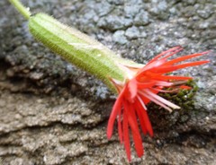 Silene laciniata laciniata