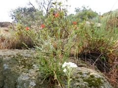 Silene laciniata laciniata