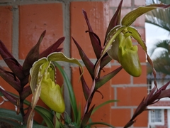 Phragmipedium longifolium