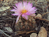 Bisbee Spinystar - Photo (c) Ad Konings, some rights reserved (CC BY-NC), uploaded by Ad Konings