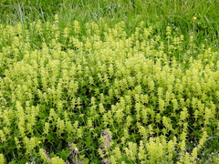 Cruciata laevipes